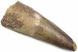 Bargain, Fossil Spinosaurus Tooth - Real Dinosaur Tooth #376421-1